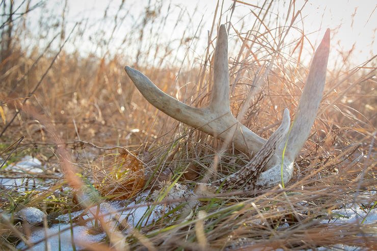 Shed Hunting Colorado